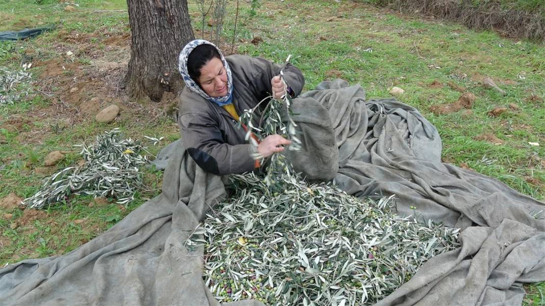 Zeytinde akla zarar hileler! Özellikle çocuklara yedirmeyin... 3