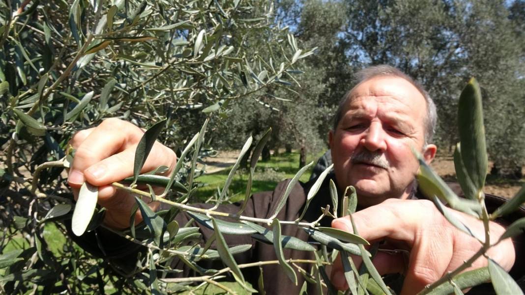 Zeytinde akla zarar hileler! Özellikle çocuklara yedirmeyin... 4