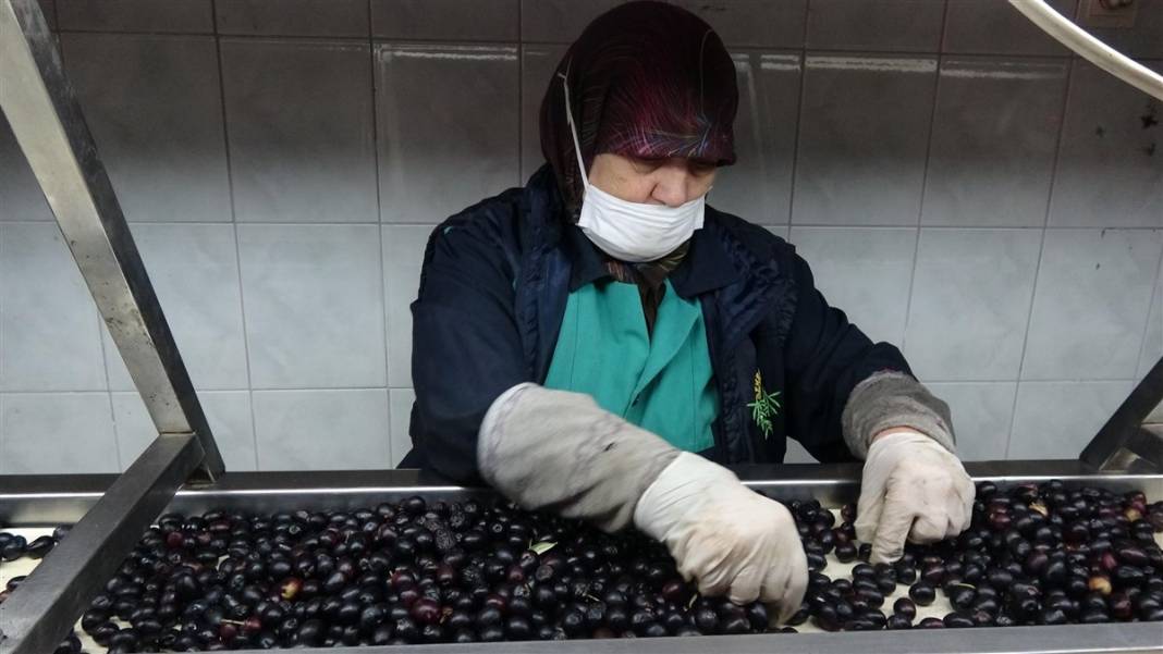 Zeytinde akla zarar hileler! Özellikle çocuklara yedirmeyin... 5