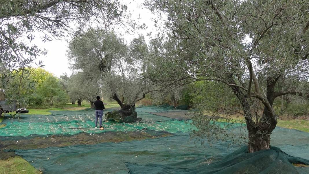 Zeytinde akla zarar hileler! Özellikle çocuklara yedirmeyin... 7