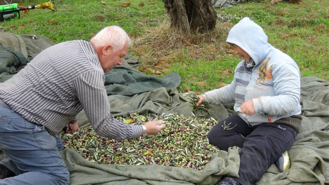 Zeytinde akla zarar hileler! Özellikle çocuklara yedirmeyin... 8