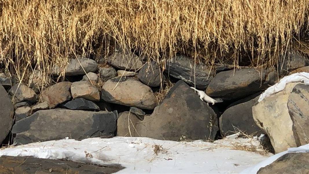 Çok nadir görüntüleniyor! Kars'ta ortaya çıktı 12