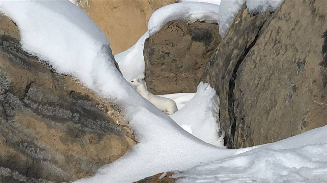 Çok nadir görüntüleniyor! Kars'ta ortaya çıktı 2