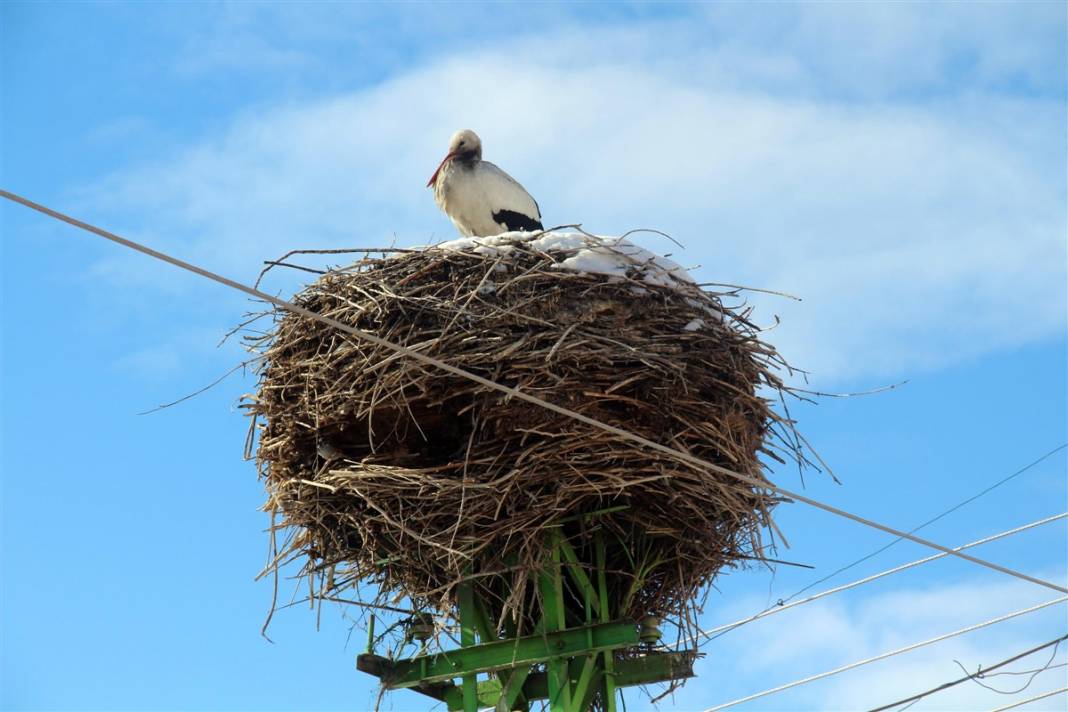 Kar ve buzdan temizledikleri yuvaya ekmek bıraktılar 10