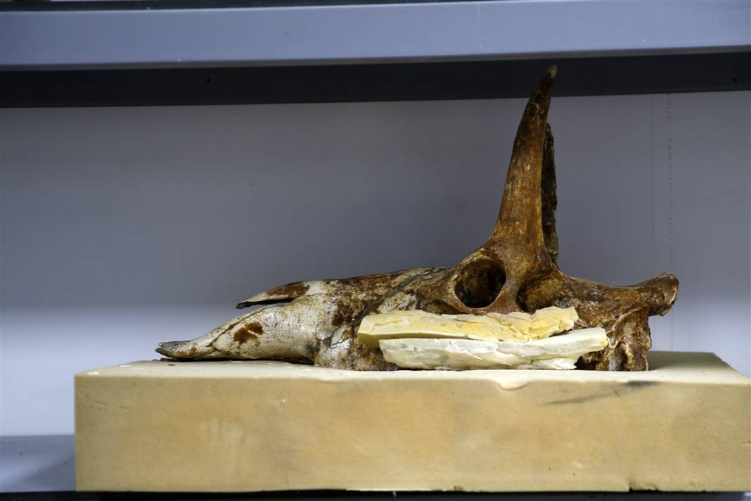 Yer: Kayseri... 8 milyon yıllık sır ortaya çıktı 9