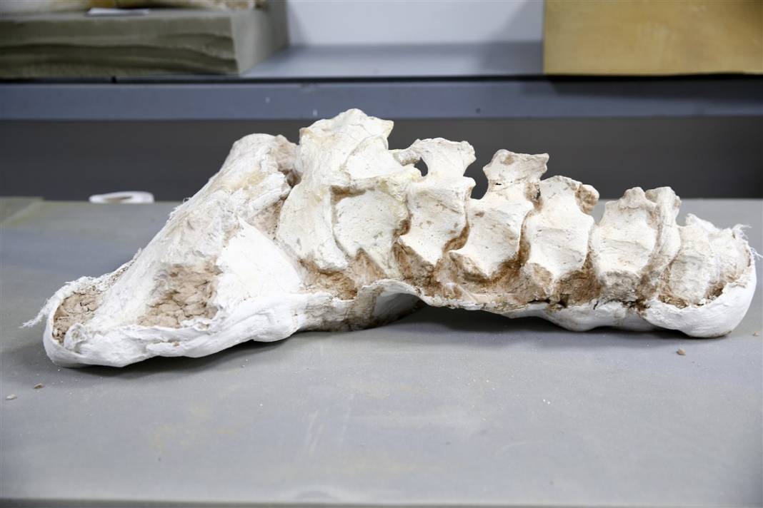 Yer: Kayseri... 8 milyon yıllık sır ortaya çıktı 10