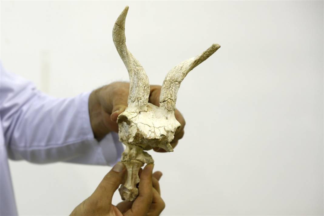 Yer: Kayseri... 8 milyon yıllık sır ortaya çıktı 11