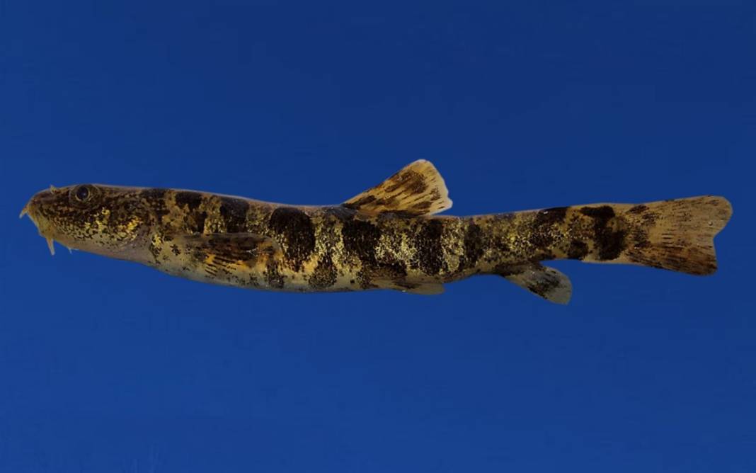 Van Gölü'nde mucize: Yüz binlerce yıl sonra ilk kez insanoğlu ile karşılaştı 3