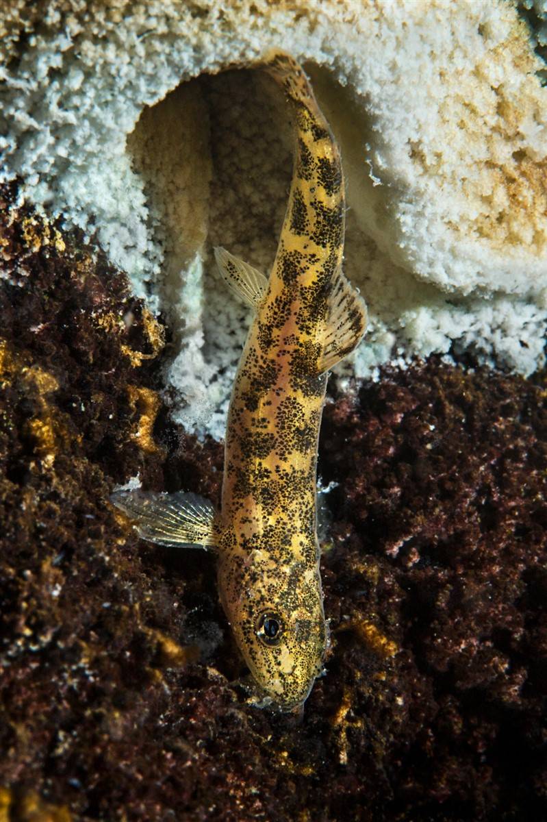 Van Gölü'nde mucize: Yüz binlerce yıl sonra ilk kez insanoğlu ile karşılaştı 13