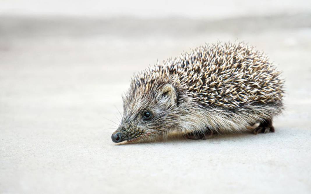 Bir sonraki pandemi bu hayvanlardan çıkacak! 5