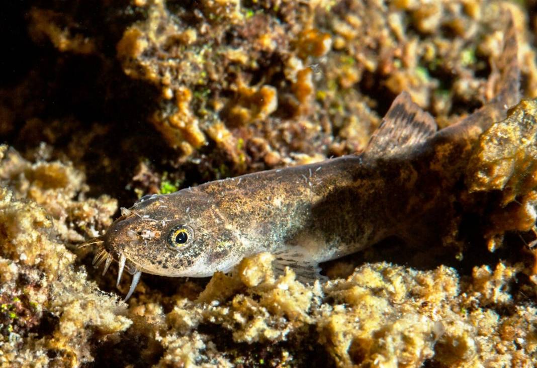 Van Gölü'nde mucize: Yüz binlerce yıl sonra ilk kez insanoğlu ile karşılaştı 6
