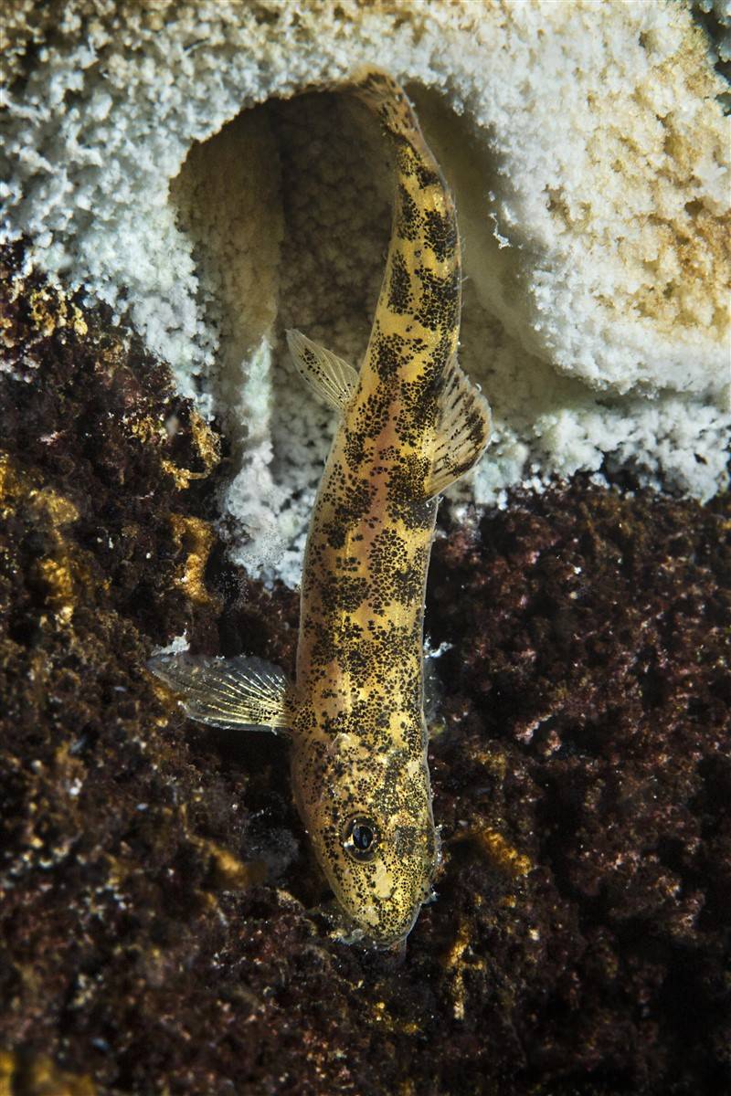 Van Gölü'nde mucize: Yüz binlerce yıl sonra ilk kez insanoğlu ile karşılaştı 11