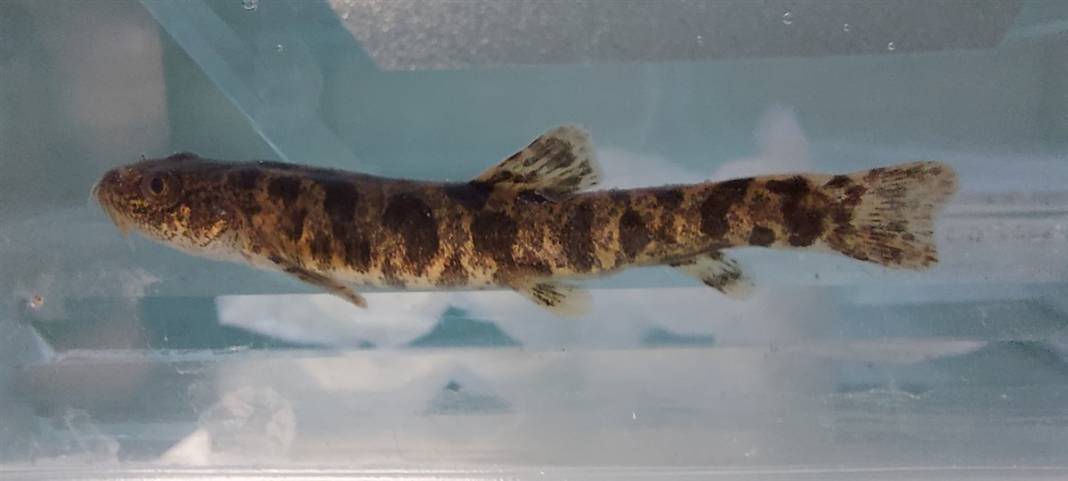 Van Gölü'nde mucize: Yüz binlerce yıl sonra ilk kez insanoğlu ile karşılaştı 10