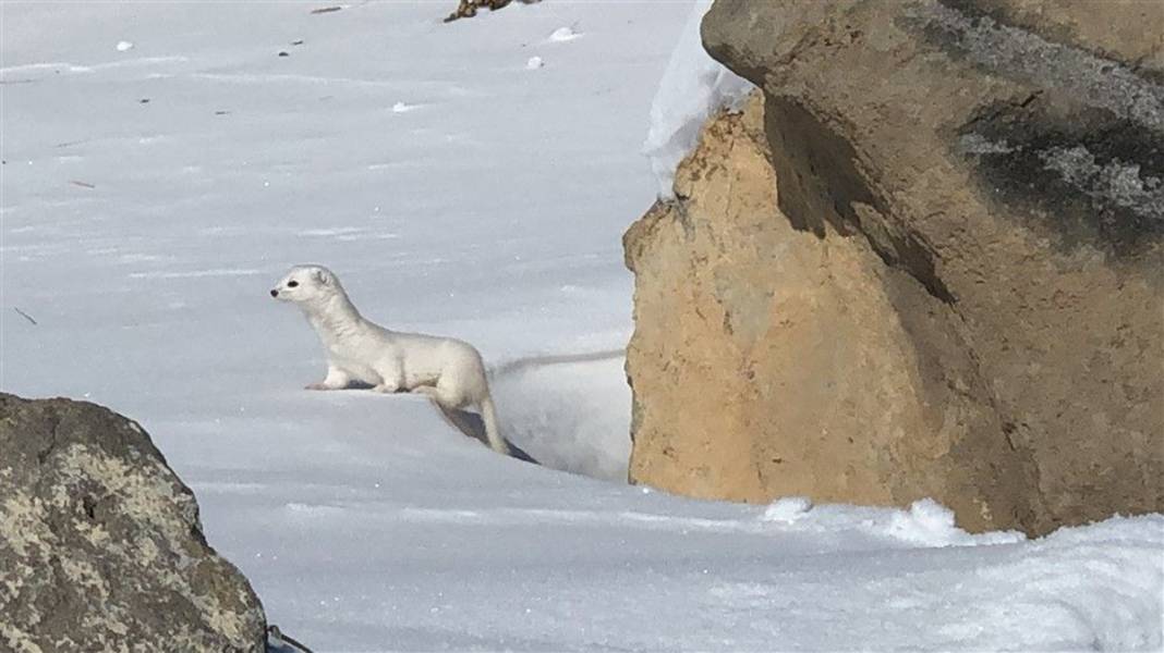 Çok nadir görüntüleniyor! Kars'ta ortaya çıktı 3