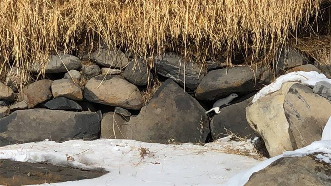 Çok nadir görüntüleniyor! Kars'ta ortaya çıktı 4