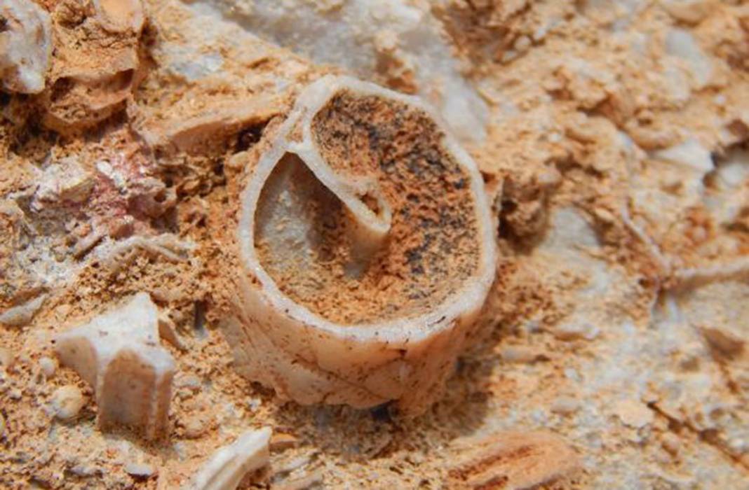 Torosların zirvesinde buldu! 98 milyon yıllık deniz canlısı fosili 19