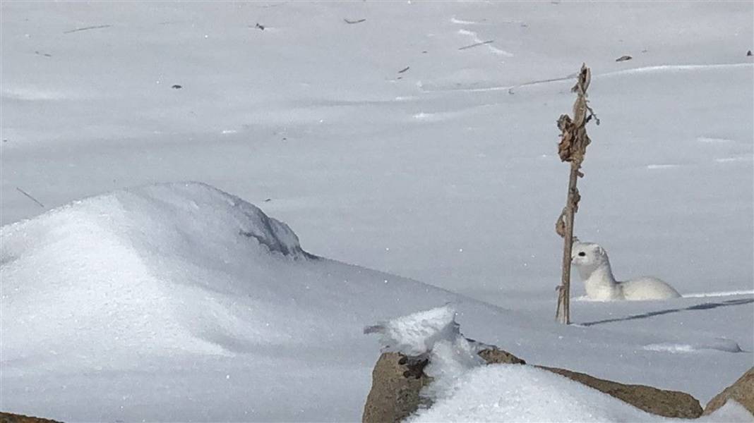 Çok nadir görüntüleniyor! Kars'ta ortaya çıktı 8