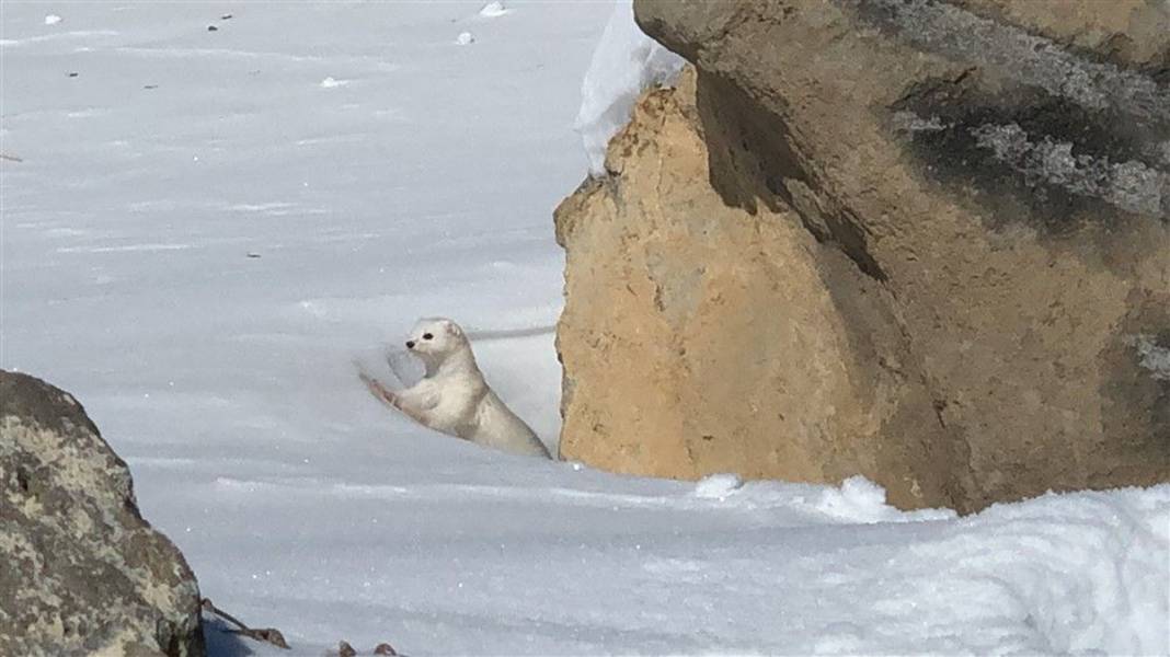 Çok nadir görüntüleniyor! Kars'ta ortaya çıktı 13