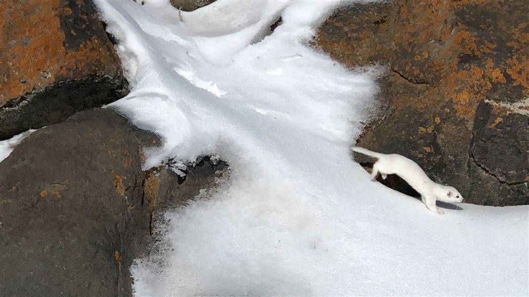 Çok nadir görüntüleniyor! Kars'ta ortaya çıktı 1