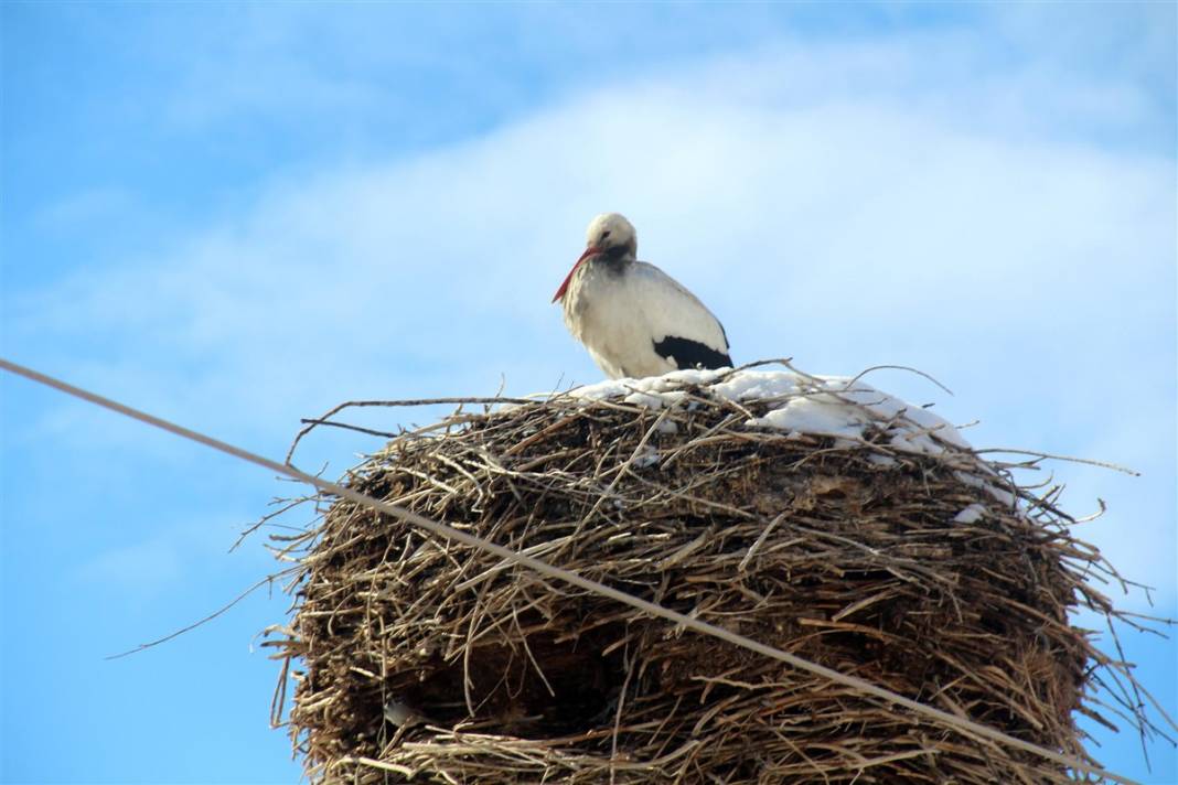 Kar ve buzdan temizledikleri yuvaya ekmek bıraktılar 14