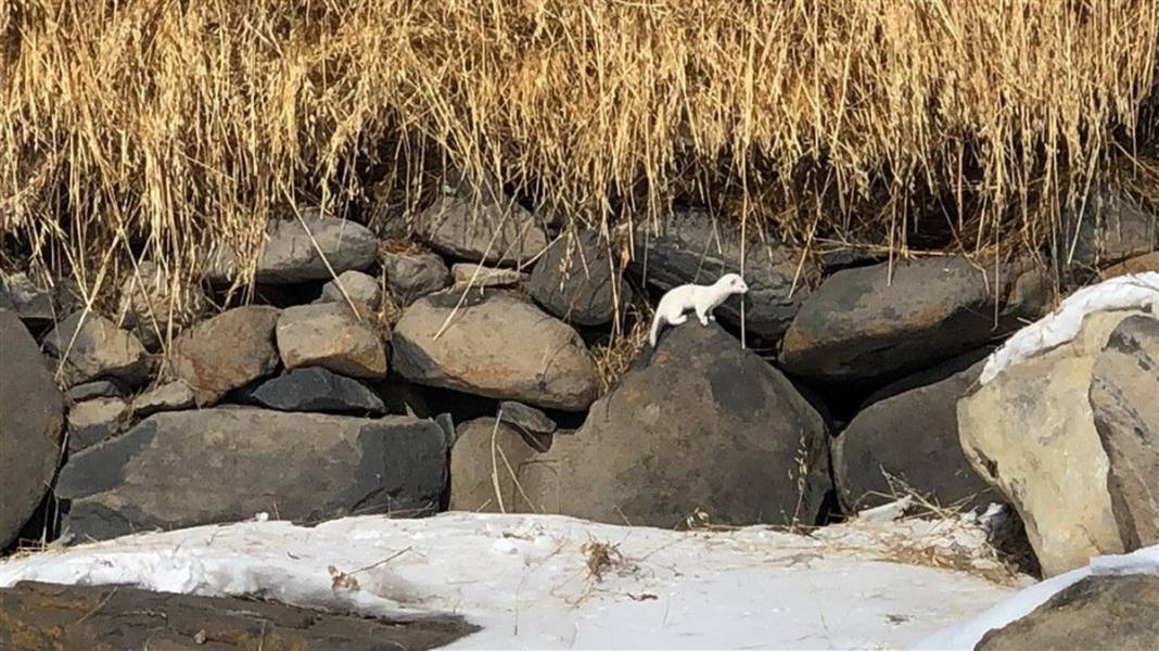 Çok nadir görüntüleniyor! Kars'ta ortaya çıktı 6