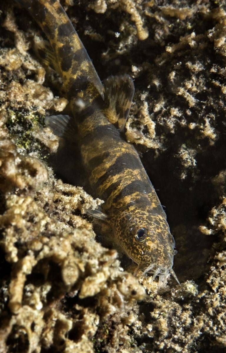Van Gölü'nde mucize: Yüz binlerce yıl sonra ilk kez insanoğlu ile karşılaştı 19