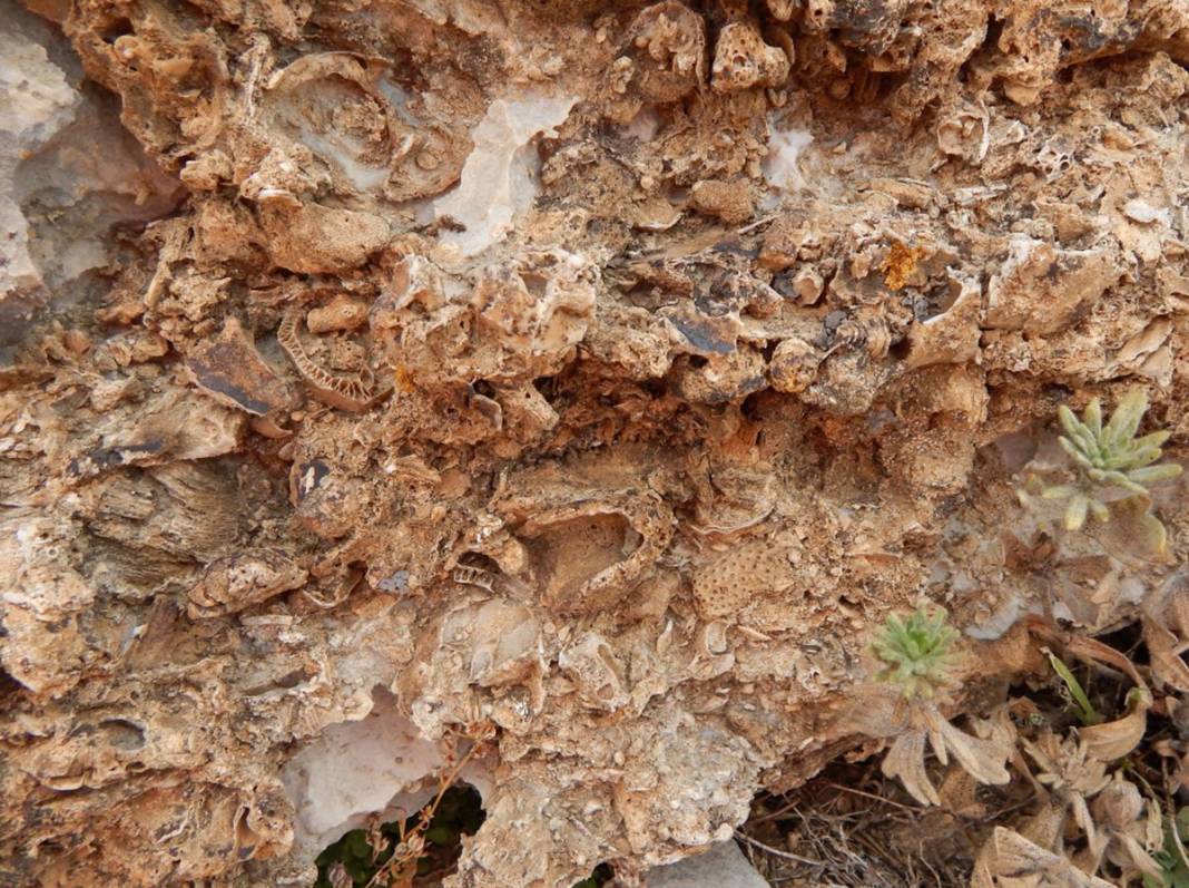 Torosların zirvesinde buldu! 98 milyon yıllık deniz canlısı fosili 20