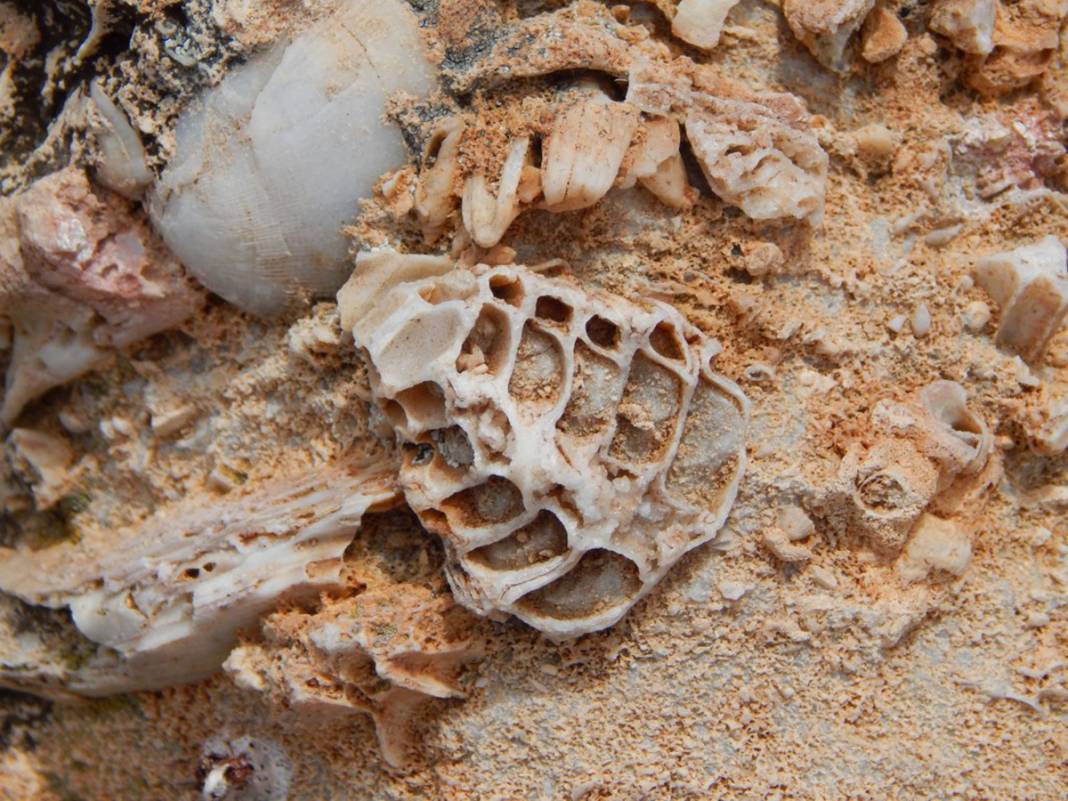 Torosların zirvesinde buldu! 98 milyon yıllık deniz canlısı fosili 24