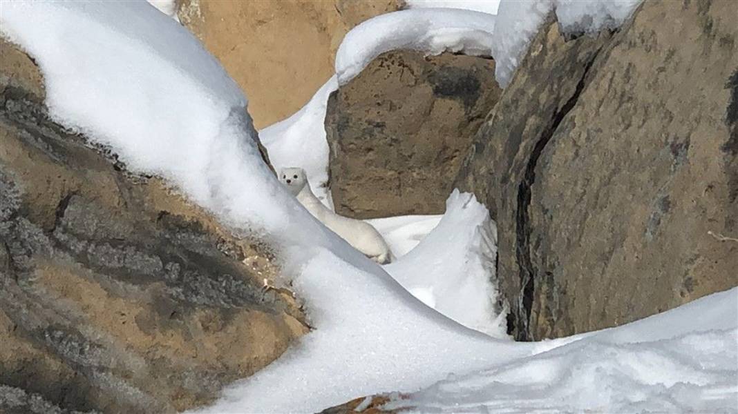 Çok nadir görüntüleniyor! Kars'ta ortaya çıktı 9