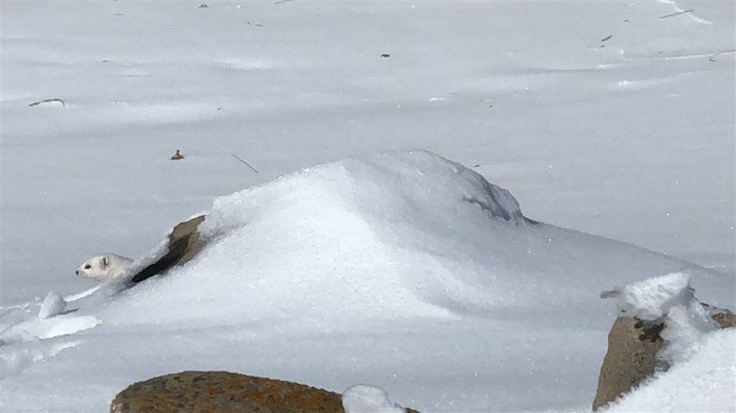Çok nadir görüntüleniyor! Kars'ta ortaya çıktı 10