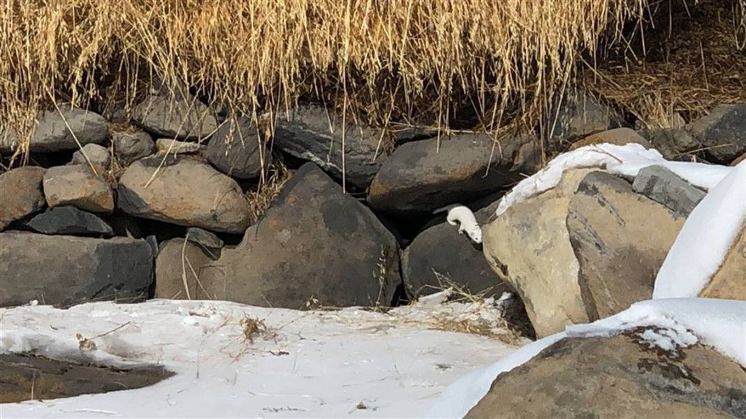Çok nadir görüntüleniyor! Kars'ta ortaya çıktı 11