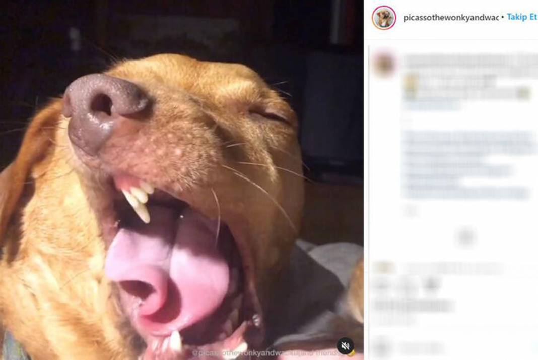 Ölüme terk edilen çarpık surat Picasso şimdi fenomen 1