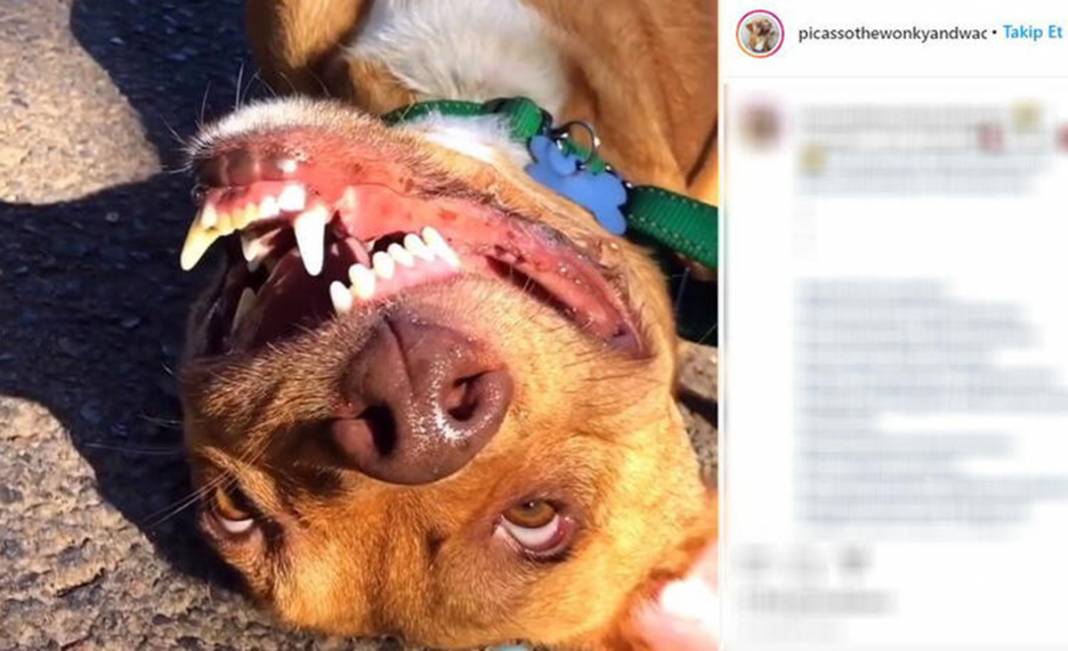 Ölüme terk edilen çarpık surat Picasso şimdi fenomen 10