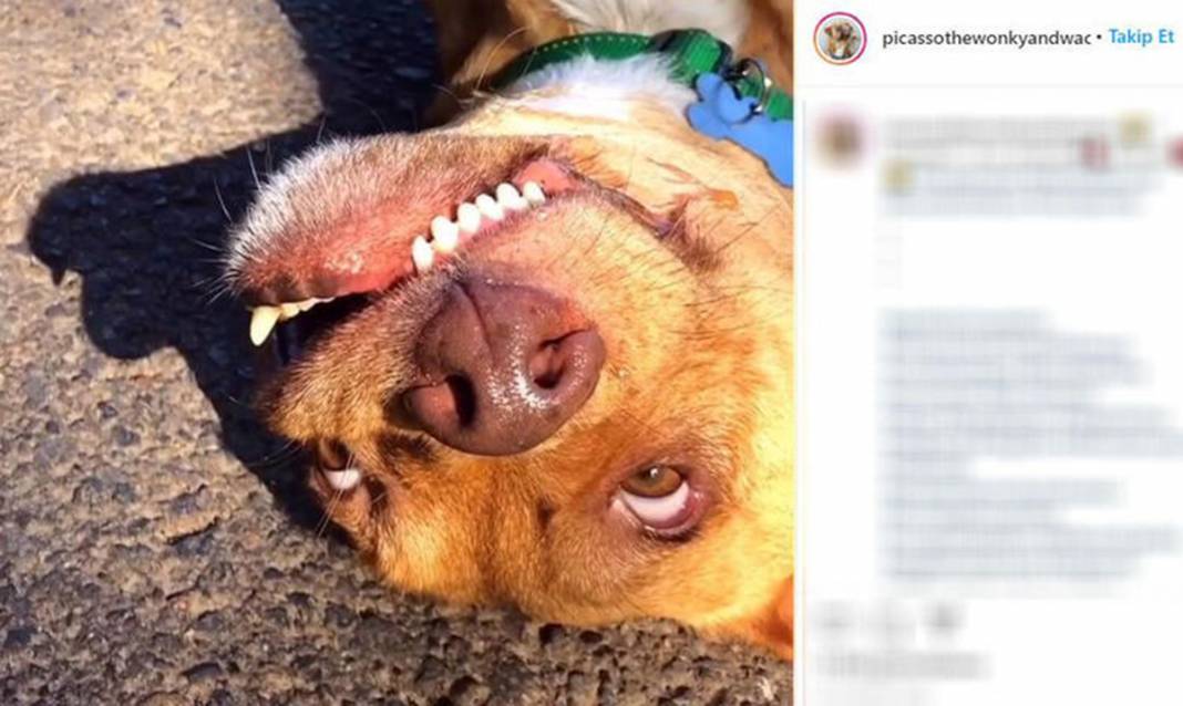 Ölüme terk edilen çarpık surat Picasso şimdi fenomen 11