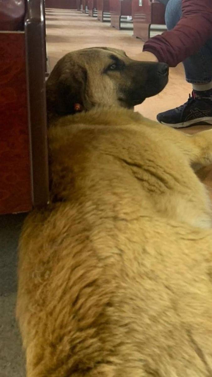 Evine dönmek için İzmir'i toplu ulaşımla dolaştı! Sam sonunda bulundu 12