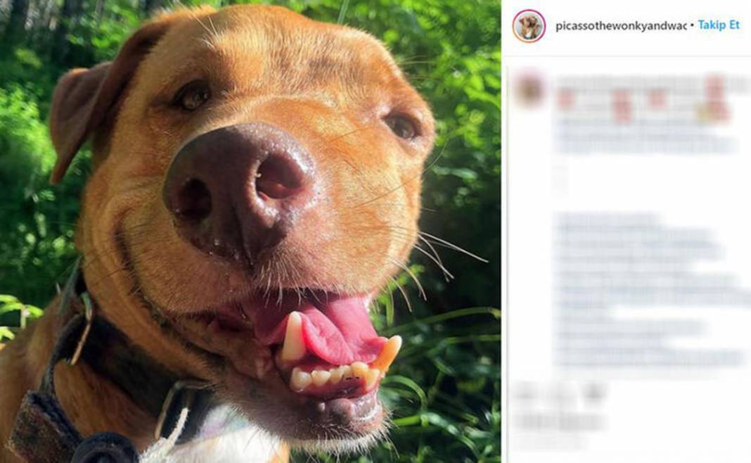 Ölüme terk edilen çarpık surat Picasso şimdi fenomen 12