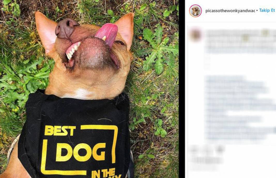 Ölüme terk edilen çarpık surat Picasso şimdi fenomen 14