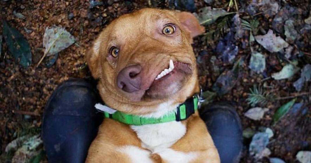 Ölüme terk edilen çarpık surat Picasso şimdi fenomen 16