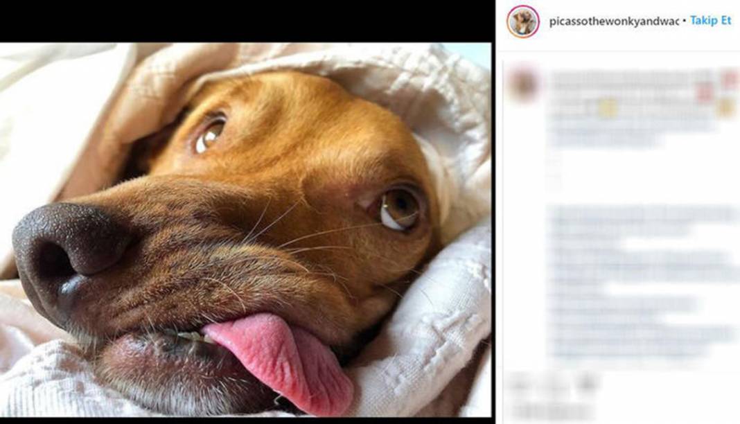 Ölüme terk edilen çarpık surat Picasso şimdi fenomen 2