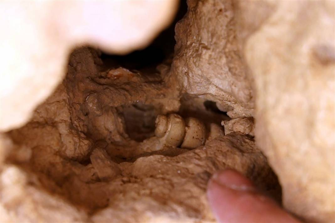 Kayıp okyanusun sırrı: Elazığ'da 48 milyon yıllık keşif 1