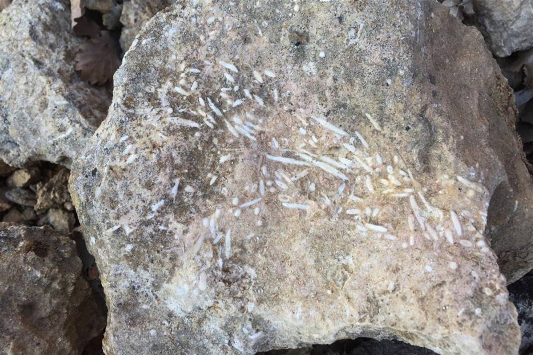 Kayıp okyanusun sırrı: Elazığ'da 48 milyon yıllık keşif 11