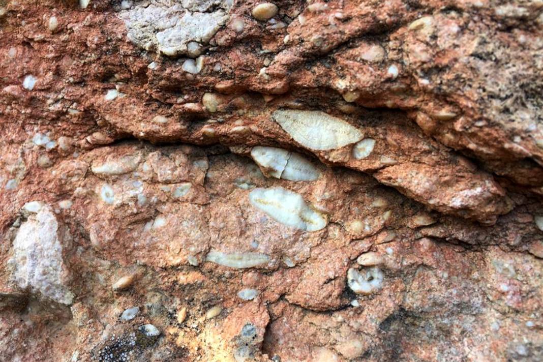 Kayıp okyanusun sırrı: Elazığ'da 48 milyon yıllık keşif 13