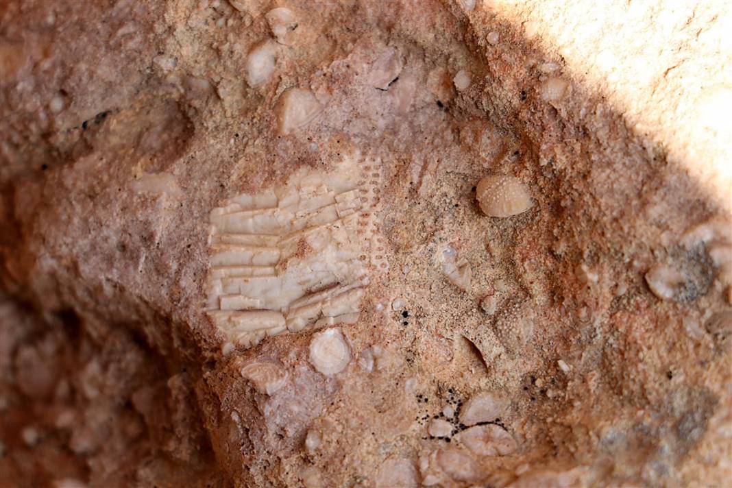 Kayıp okyanusun sırrı: Elazığ'da 48 milyon yıllık keşif 16