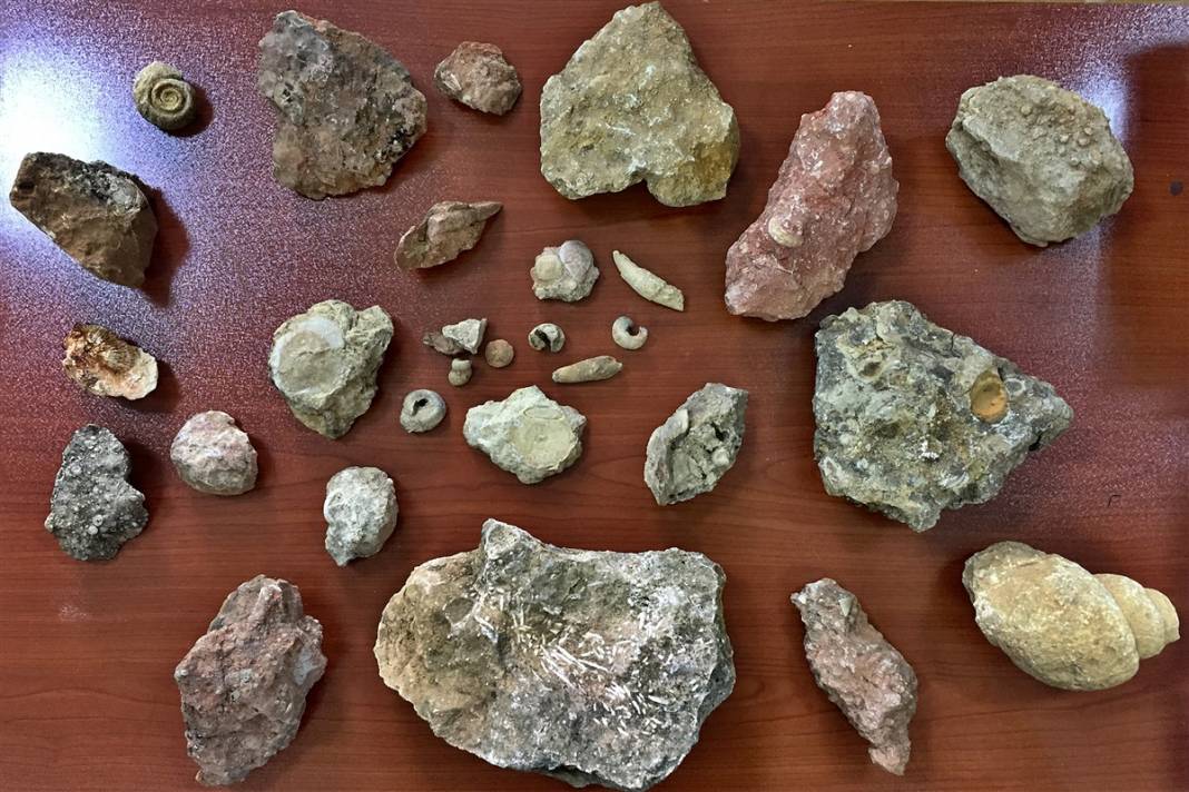 Kayıp okyanusun sırrı: Elazığ'da 48 milyon yıllık keşif 20