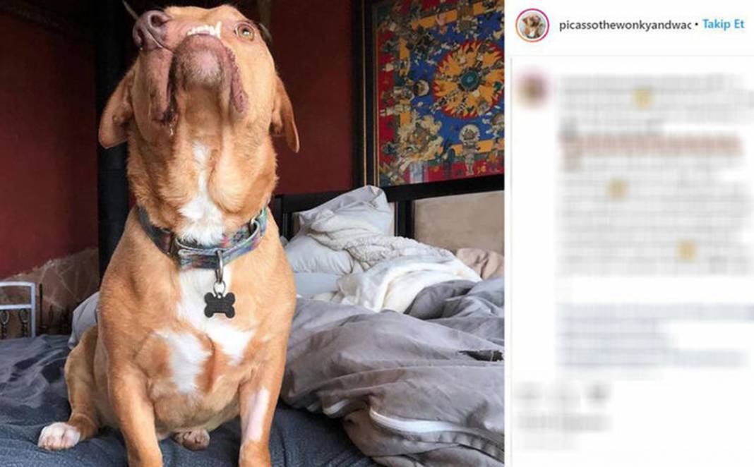 Ölüme terk edilen çarpık surat Picasso şimdi fenomen 3