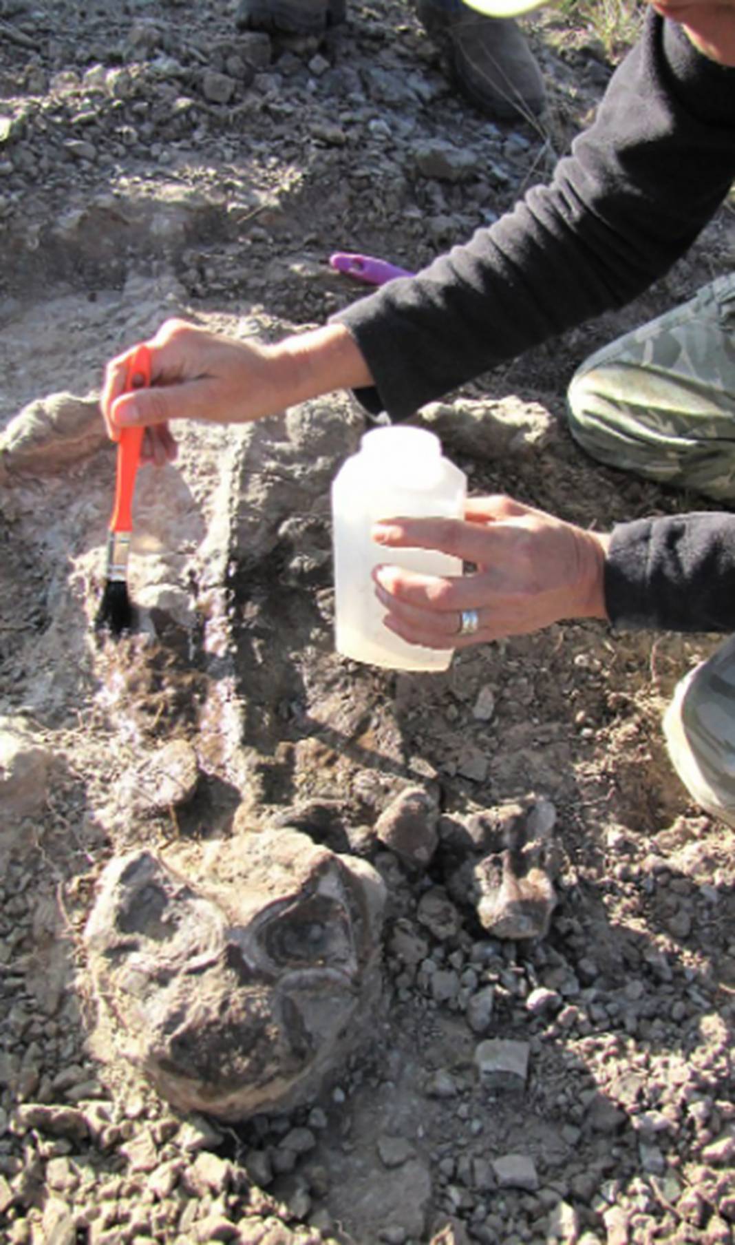 Canlıların yüzde 97'sinin yok olduğu sürece girdik: 250 milyon yıl sonra geri döndü 4