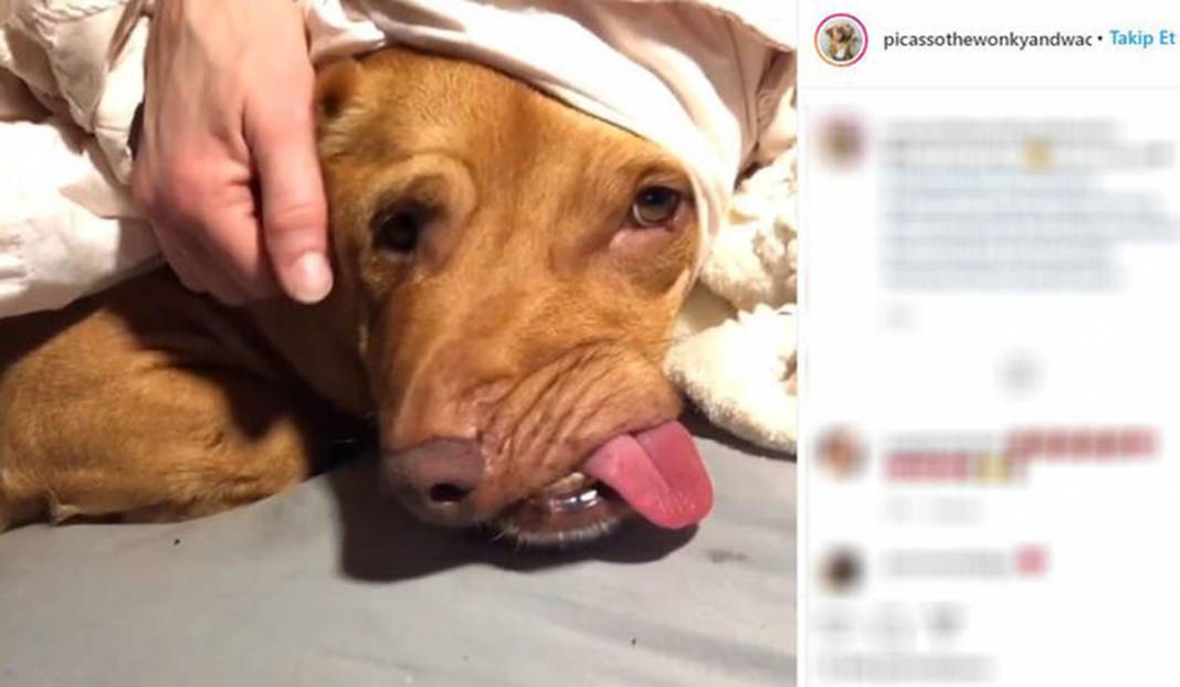 Ölüme terk edilen çarpık surat Picasso şimdi fenomen 4