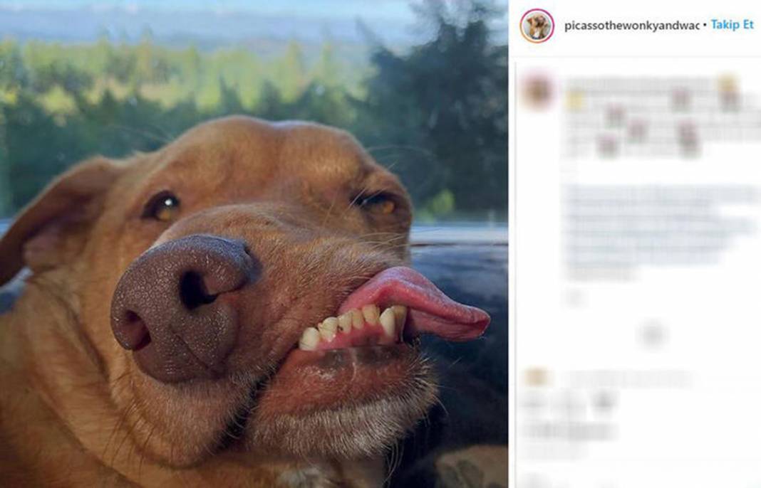 Ölüme terk edilen çarpık surat Picasso şimdi fenomen 5