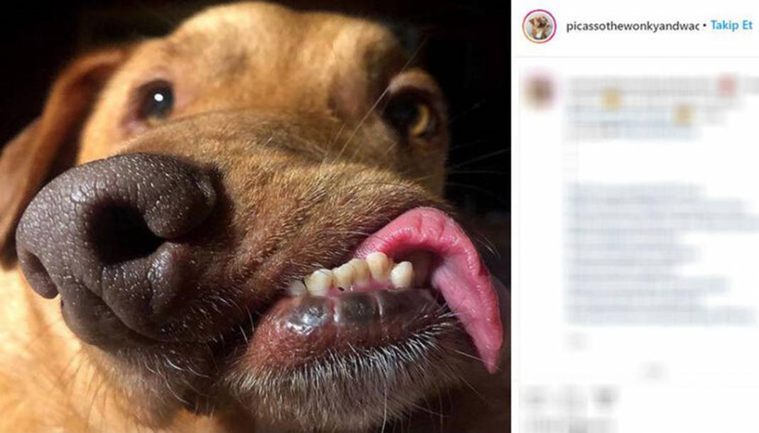 Ölüme terk edilen çarpık surat Picasso şimdi fenomen 6