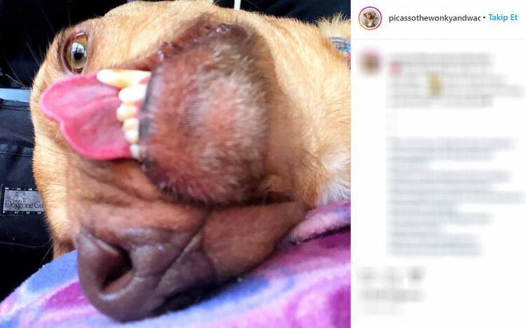 Ölüme terk edilen çarpık surat Picasso şimdi fenomen 7